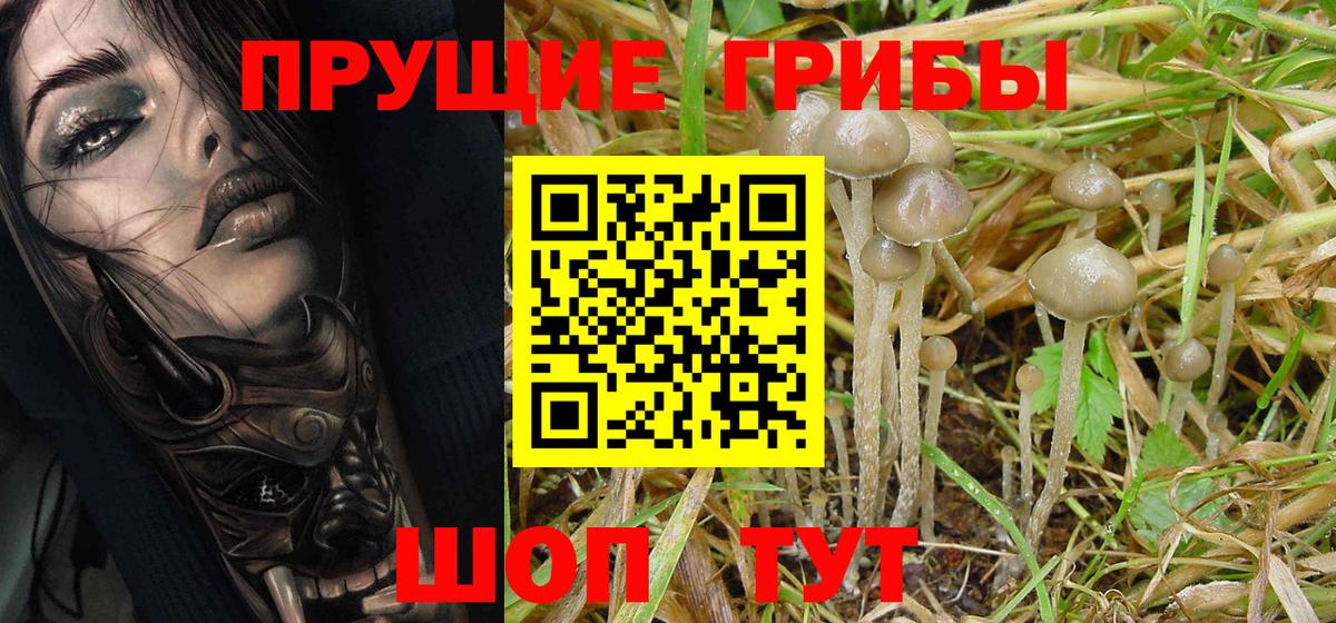 Псилоцибиновые грибы Cubensis Старая Русса